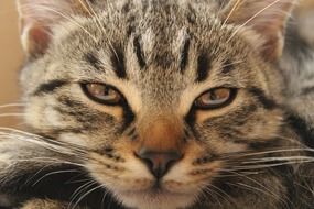 portrait of a bored cat