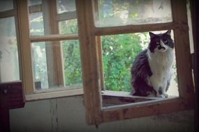 cat sitting on the window