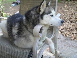 siberian dog on the chair