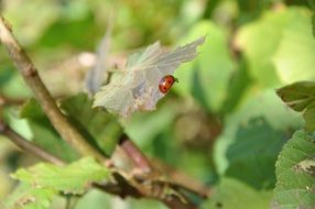 ladybug on the shrub leaf