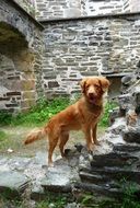 red dog on stone steps