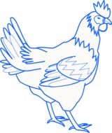 schematic illustration of a rooster