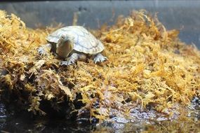 Turtle in yellow Moss portrait