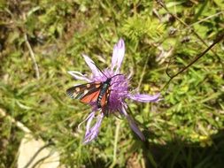 butterfly on a purple flower on a background of grass