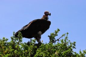 vulture in Tanzania