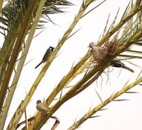 birds on date palm close up