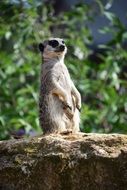 funny meerkat in the wild