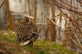 duck on a green shore near the river