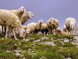 flock of sheep in mountains