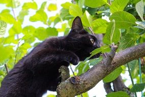 black cat on a tree branch