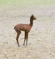 alpaca in the Eifel wildlife park