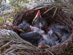 little chicks in a nest on a tree