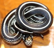 black and white snake near the orange wall