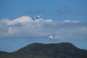 two gulls fly over the hills