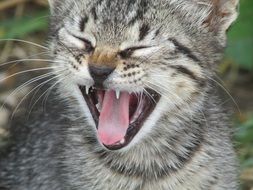 charming grey Cat