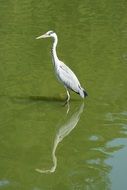 Bird Heron in Water