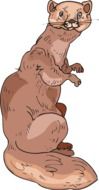 drawing of brown sable