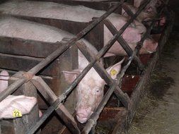 Cute pigs in a farm stall