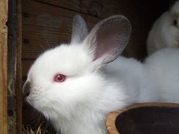 cute fluffy white rabbit with blue eyes