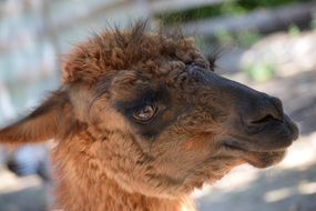 head of the patagonian sheep