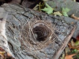 small nest of dry grass