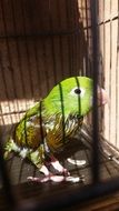 Green Bird in a cage