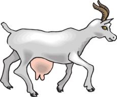 White goat clipart