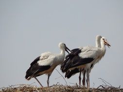 youthful storks in the nest