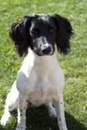 Black and white spaniel puppy