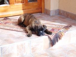 Dog Boxer sleeping