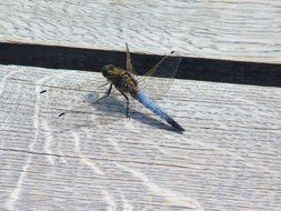 wonderful Dragonfly Insect
