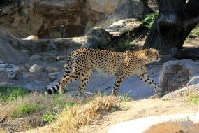 cheetah in habitat in africa