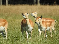gazelle flock on the meadow