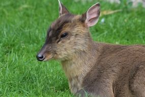 chinese muntjac