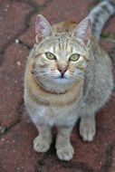 portrait of an adorable sitting cat