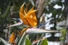 stunningly beautiful Flower