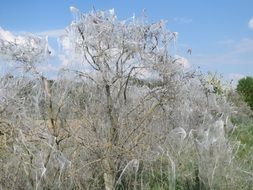 tree disease web