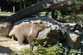 brown bear leaned on a stone