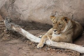 Lion with the wood