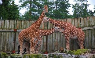 giraffes in the park near a wooden fence