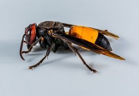 closeup of a wasp on the white background