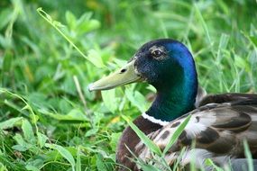 mallard on the grass