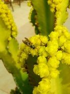 bee on the beautiful blooming yellow flowers