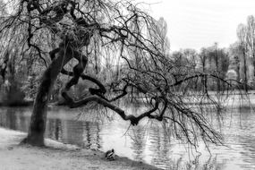 Crippled Stunted Tree