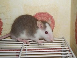 grey and white domestic rat