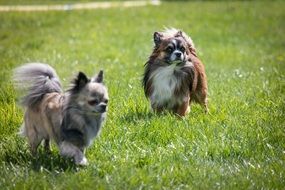 two chihuahua dog breed