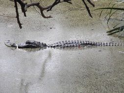 wild Crocodile in dirty Water hiding