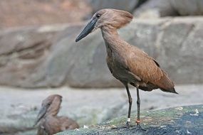 hammer bird in the reserve