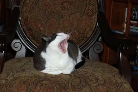 Cat is yawning