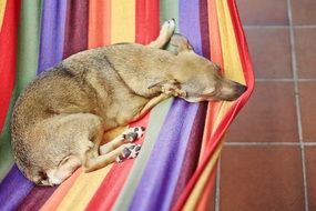 the dog lies on a colored hammock